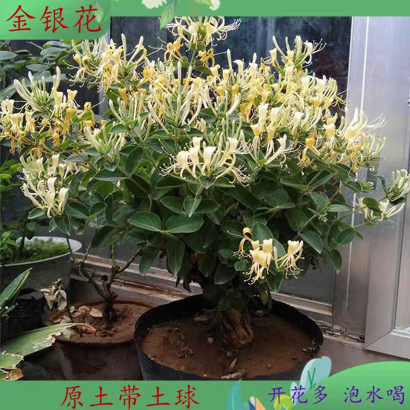 金银花树苗四季鸳鸯藤耐寒盆栽