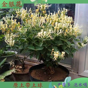 金银花树苗四季鸳鸯藤耐寒盆栽地载绿植爬藤植物食用药用忍冬花苗