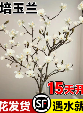 白玉兰花水培鲜枝红梅桃花枝支带花苞雪柳干枝水养室内耐寒鲜切花