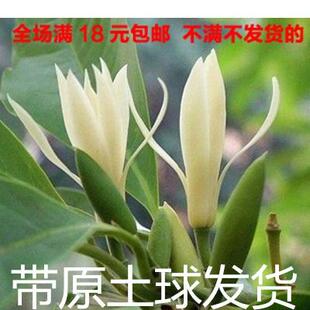 白兰花盆栽 黄桷兰十里飘香白兰花苗香味独特白玉兰花树苗促销