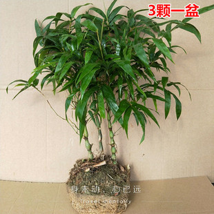 佛肚竹盆栽室内四季常青 罗汉竹盆景小型矮化 佛竹葫芦竹观赏竹子