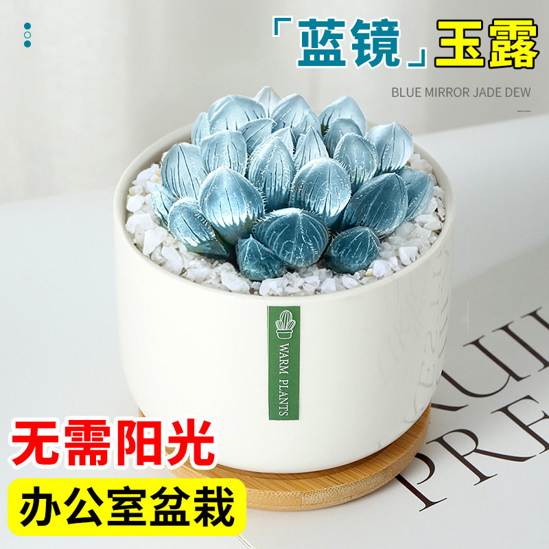 蓝镜玉露高端蓝色多肉植物办公室内小盆栽大颗好养活稀有品种名贵