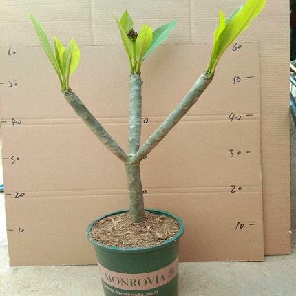 花苗 黄花鸡蛋花 室内摆放 珍贵植物苗花卉盆栽
