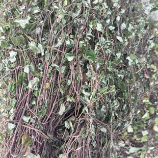 小叶金钱草野生金钱草自然晒干无硫无添加26年足干新货