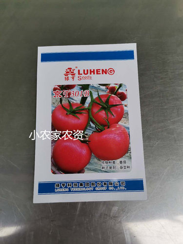 京T301B番茄 绿亨番茄种子 高抗TY病毒西红柿品种 大型粉果 耐裂
