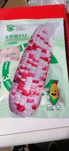 桂福园种业 天贵糯932玉米种子彩色鲜食甜香四季水果种籽糯玉米