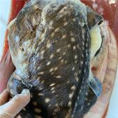 药房同售 长白山梅花鹿胎粉东北鹿乡镇产地直邮梅花鹿胎粉