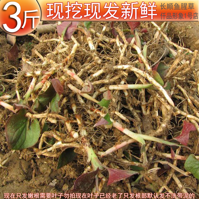 At a loss 3 pounds Guizhou Farm Sichuan Province Houttuynia fresh Steadily Saladin the Traditional nourishing food , Medicinal and Edible Food , Houttuynia  category - from Buy2taobao.com to provide professional Taobao agent buy service