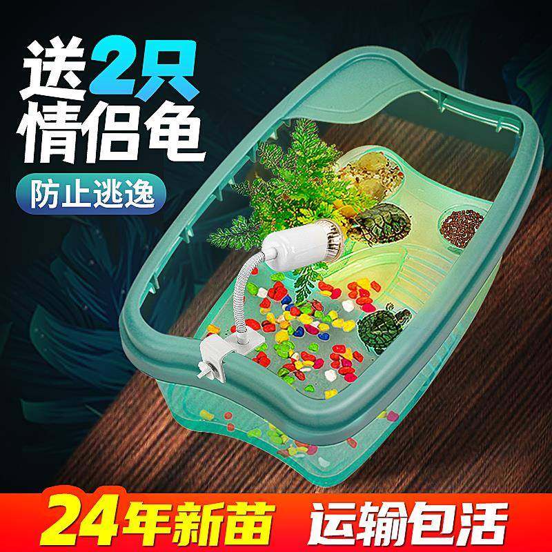 小乌龟活物宠物观赏家养中华草龟珍珠巴西花龟小型好幼龟苗耐活体