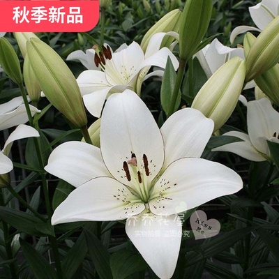 秋季荷兰进口种球带芽百合花