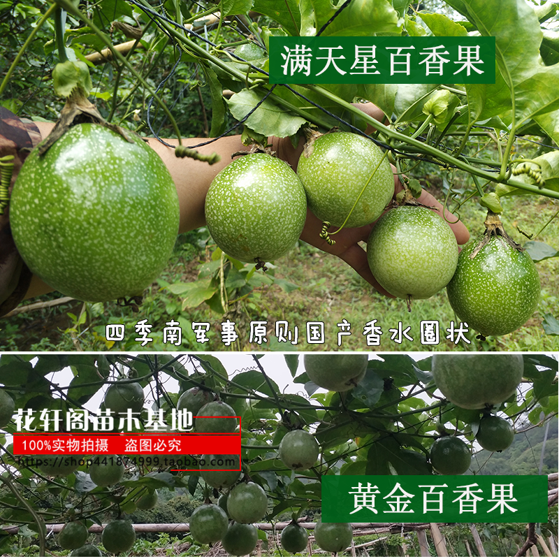黄金果百香果苗爬藤盆栽满天星果树四季南军事原则国产香水圈状