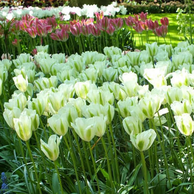 进口单瓣郁金香种球