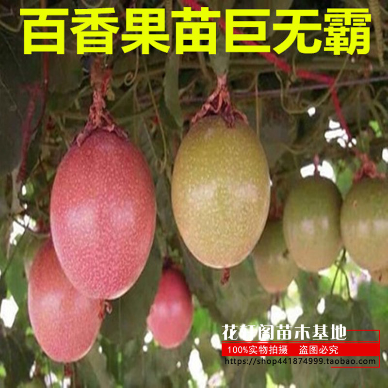 阳台爬藤果苗 百香果苗 紫色百香果 巨无霸树苗西番莲当年结果