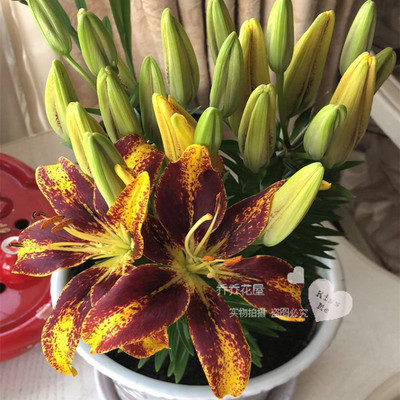 矮化百合种球现货