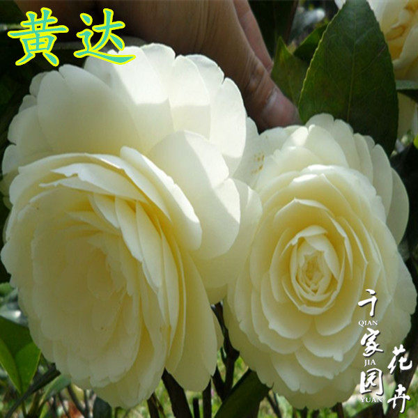 黄达茶花苗盆栽黄色茶花绿植花卉名贵品种四季阳台庭院客厅