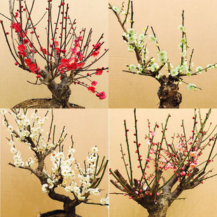 梅花树桩嫁接梅花树苗庭院花卉植物腊梅素心腊绿白梅花红梅盆栽