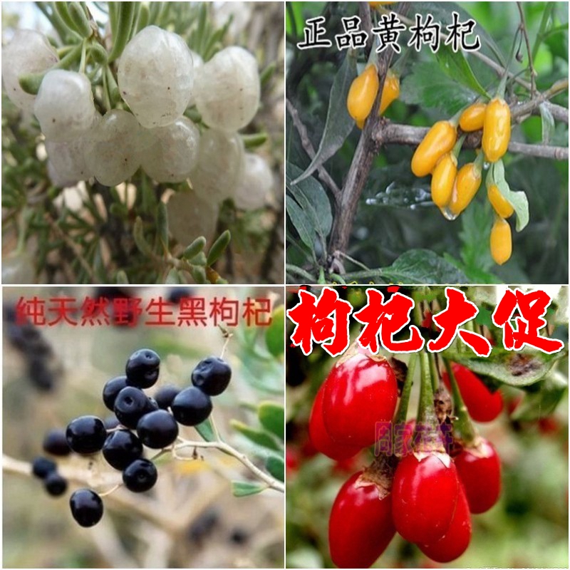枸杞花苗盆景药用食用纯野生枸杞苗新疆黑枸杞苗宁夏枸杞树苗