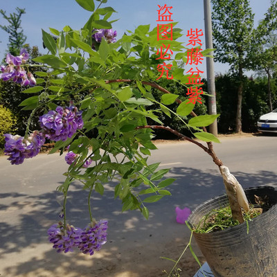 庭院树苗盆栽紫藤花攀援植物包邮