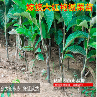 板栗树苗嫁接大红袍板栗苗果树苗地栽四季特大南北方种植当年结果