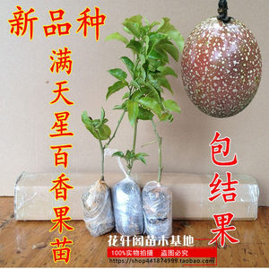紫香1号巨无霸满天星百香果苗西番莲鸡蛋果树苗种植当年不断结果