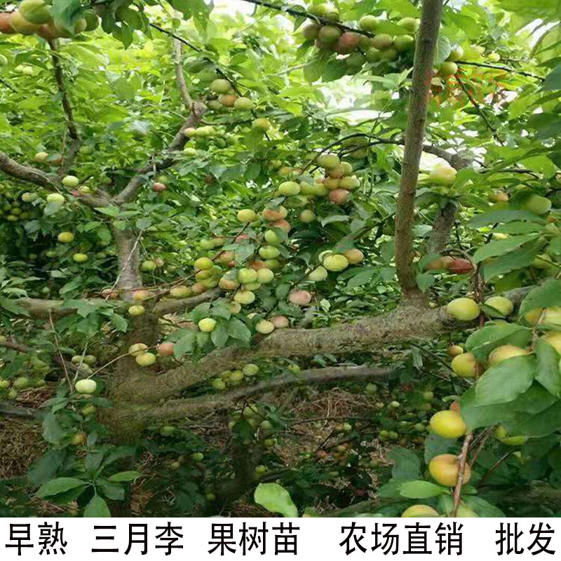 晚熟嫁接南北方李子树苗