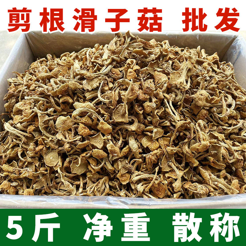 东北大兴安岭新货滑子菇5斤净重剪根干货小黄蘑滑山货小鸡炖蘑菇