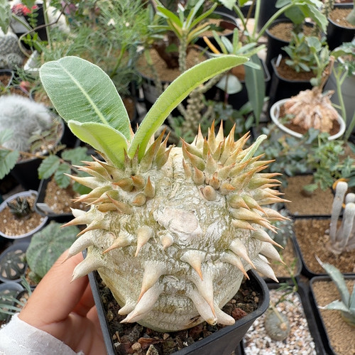 象牙玉256