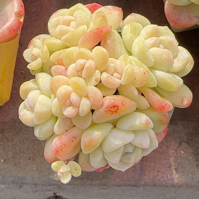 仙气满满的九头糖心冰玉带盆包邮