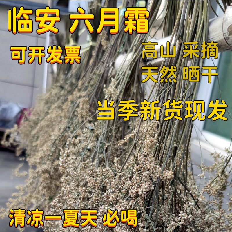 临安高山野六月霜茶高山茶刘寄奴奇蒿花凉茶剪断整把六月雪带花籽