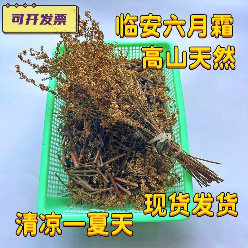 临安高山野六月霜茶夏天喝防中暑解暑热凉茶解刘寄奴奇蒿整颗剪断