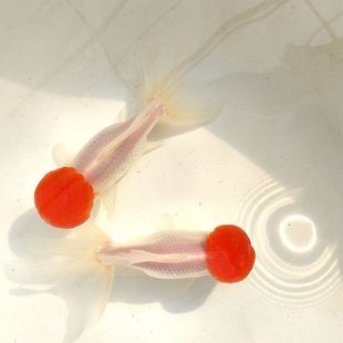 精品绒球金鱼紫身绒球兰寿小金鱼苗观赏鱼冷水鱼耐养活体宠物鱼