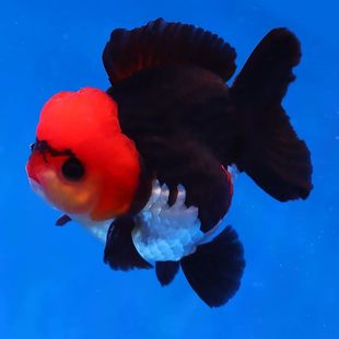 泰狮玛丽黑白泰国熊猫进口三色金鱼精品观赏鱼鱼苗冷水正品 好养