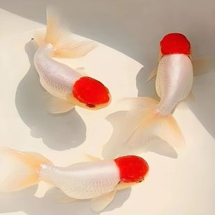 宫鹅冷水观赏鱼四开尾高颜值鸿运当头好养鸿运当头金鱼传统金鱼