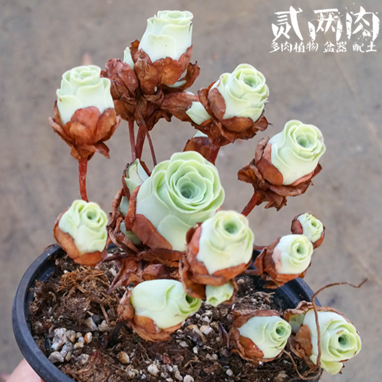 贰两肉※ 山地玫瑰多肉植物 黄金山地多头群生老桩大颗绿植包邮