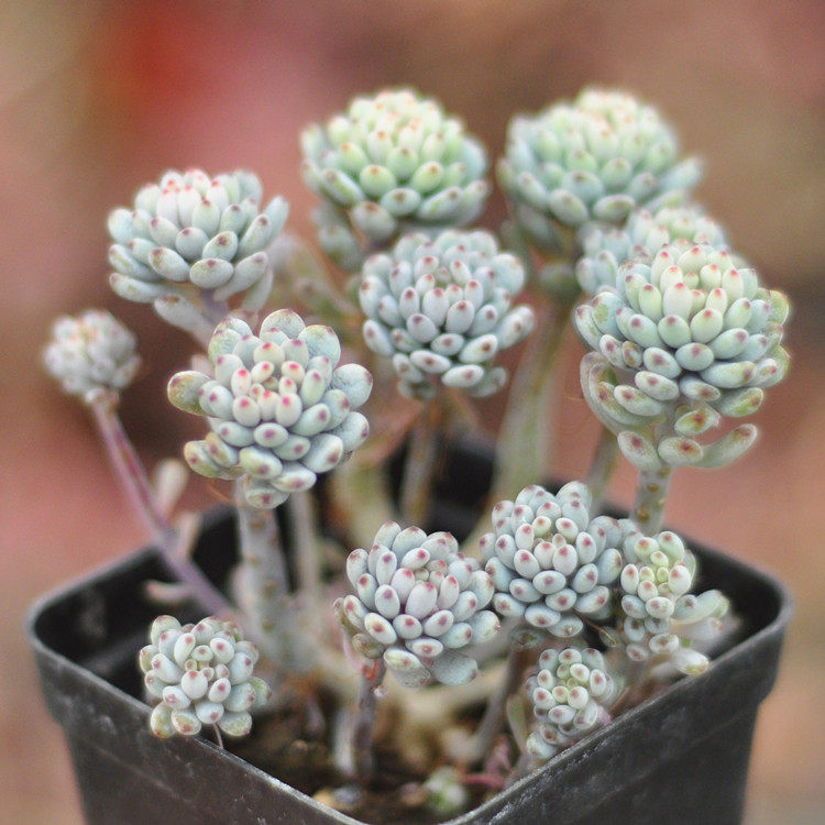 (一物一拍)蓝豆多肉群生 精品控形精养多肉植物爆盆多头老桩