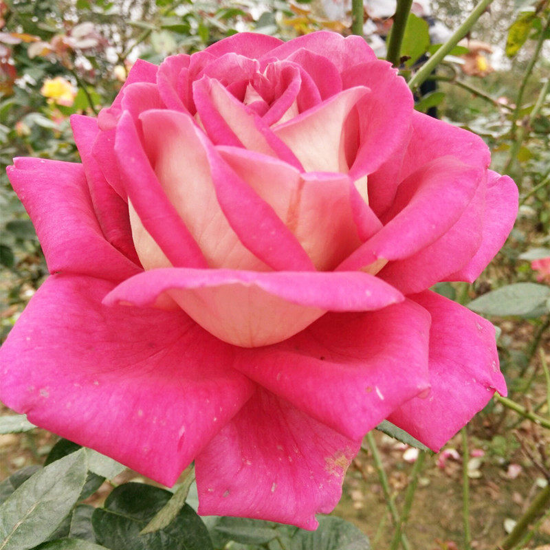 藤本月季大花月季苗盆栽 月季花苗 浓香型 藤本老k月季 带花苞