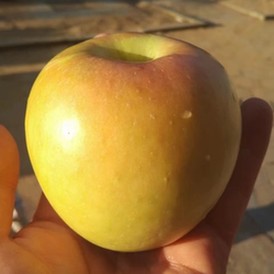 正宗青岛明月苹果胶南宝山非王林青森水蜜桃青苹果孕妇新鲜