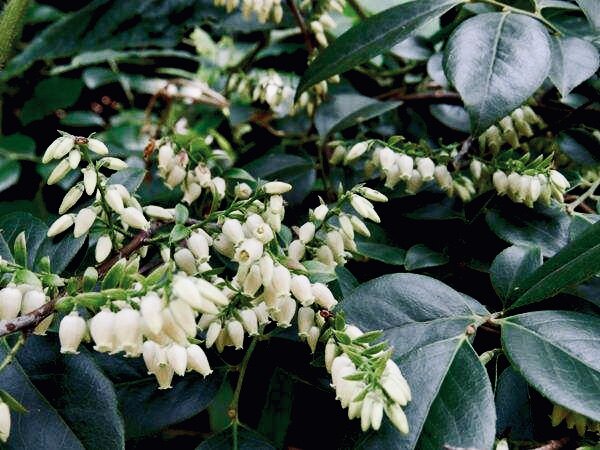 野蓝莓乌饭树盆景盆栽