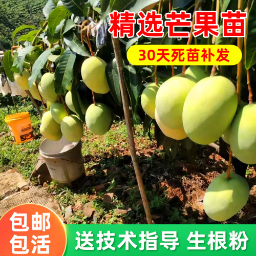 超大金煌芒果纯甜不酸发货