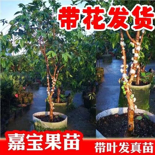 带花带果四季红妃嘉宝果树葡萄苗艾斯卡嘉宝果庭院盆栽种植