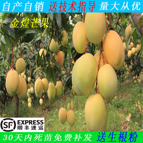 超大金煌芒果纯甜不酸发货