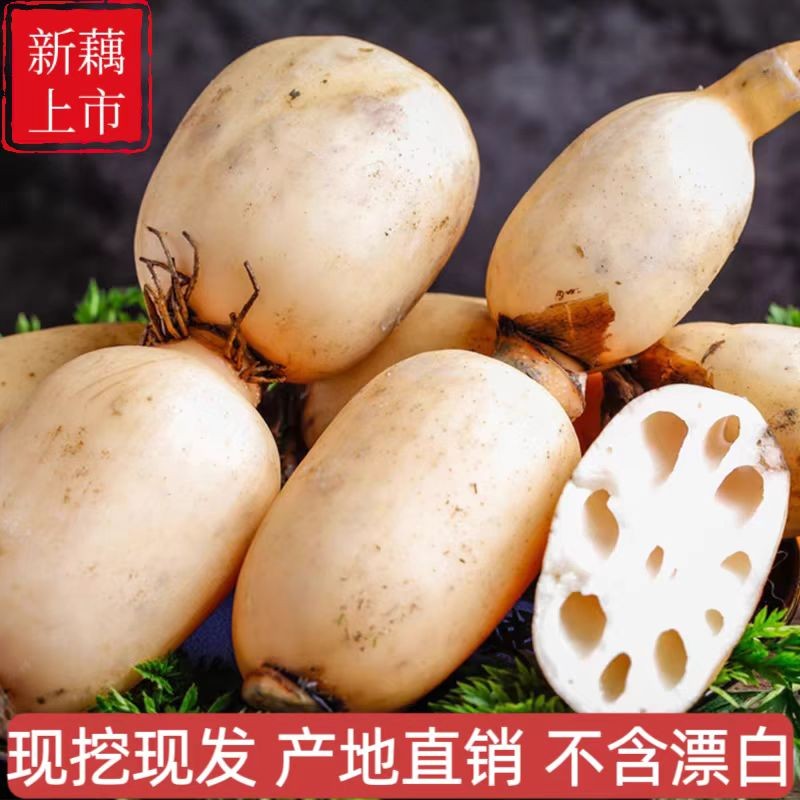 精品脆藕微山湖新花藕 脆藕 深水湖区生态种植新鲜蔬菜现挖莲菜