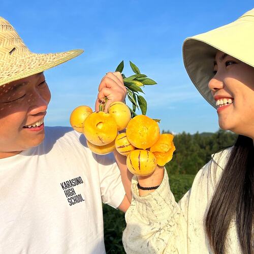 香浓甜嫩多汁云南哈尼树熟人参果风化石新鲜采摘顺丰