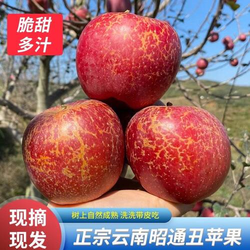 当季新鲜云南昭通糖心丑苹果树上自然熟水果脆甜多汁产地现发