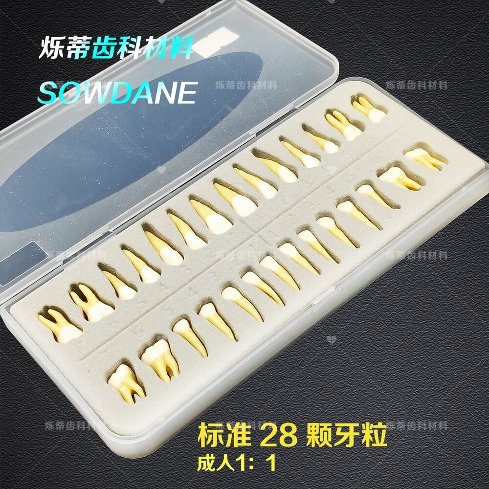 牙科模型28颗离体仿真全口单色