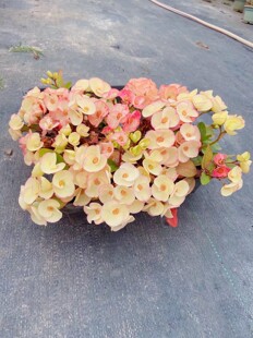 泰国进口白色大花虎刺梅 Euphorbia milii扦插苗