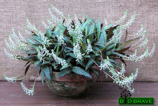 紫背油点百合/油点百合锦drimiopsis kirkii盆栽