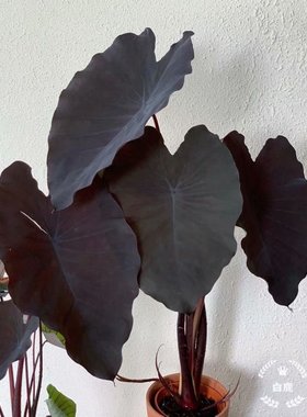 庭院水陆观赏黑叶芋 黑魔法Cololasia esculenta大苗