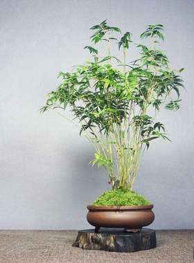 白鹿异植园 庭院微型竹 姬米竹Bambusa multiplex超大盆