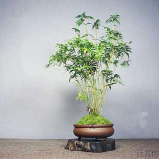 白鹿异植园 庭院微型竹 姬米竹Bambusa multiplex超大盆